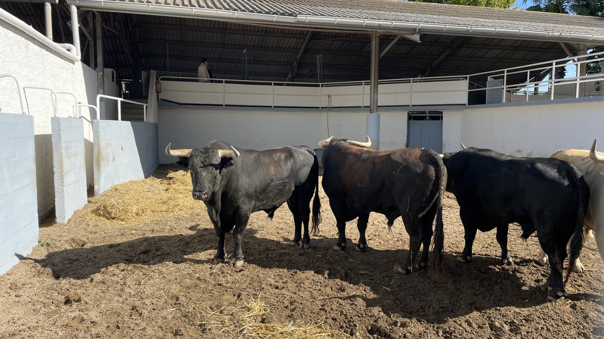 Présentation des toros de la feria des Vendanges Nîmes (Photo Anthony Maurin)