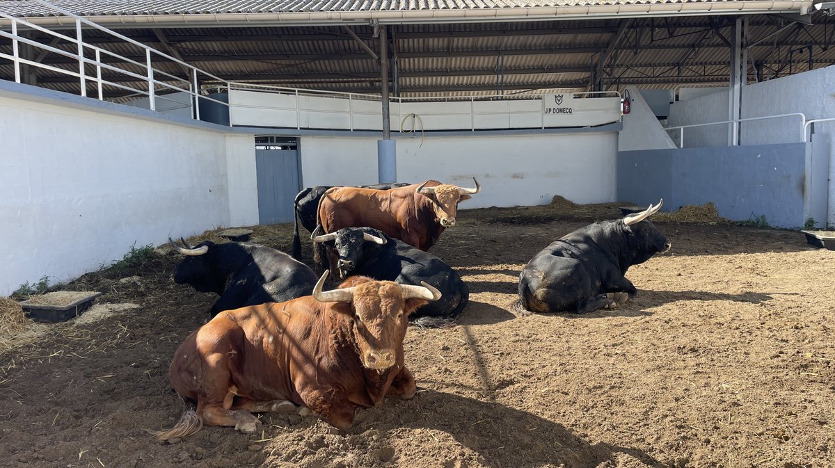 Présentation des toros de la feria des Vendanges Nîmes (Photo Anthony Maurin)