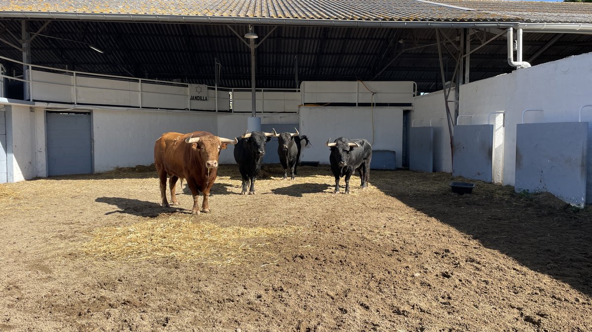 Présentation des toros de la feria des Vendanges Nîmes (Photo Anthony Maurin)