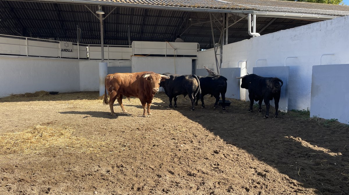 Présentation des toros de la feria des Vendanges Nîmes (Photo Anthony Maurin)