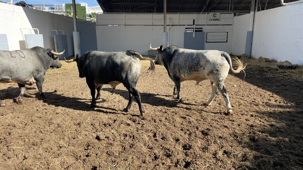 Présentation des toros de la feria des Vendanges Nîmes (Photo Anthony Maurin)