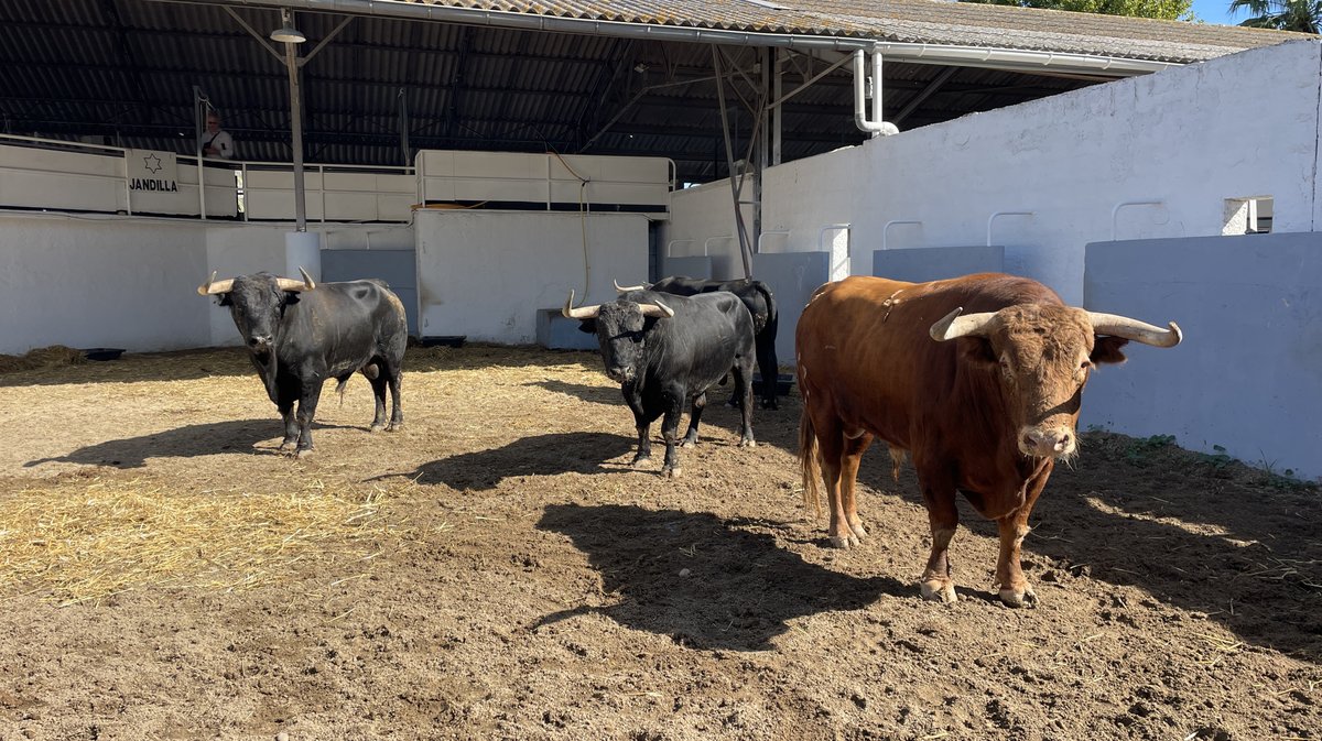 Présentation des toros de la feria des Vendanges Nîmes (Photo Anthony Maurin)