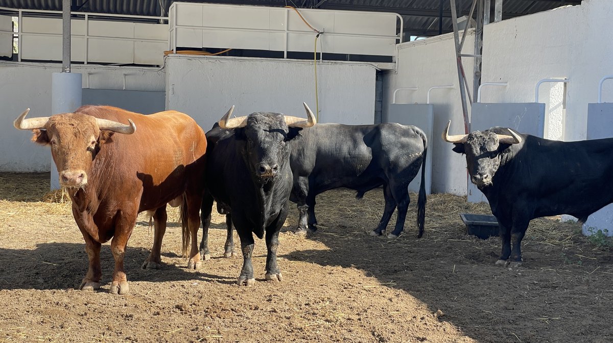 Présentation des toros de la feria des Vendanges Nîmes (Photo Anthony Maurin)