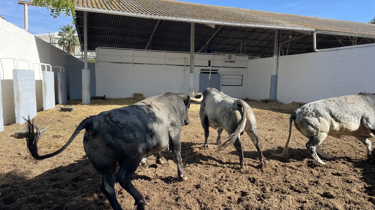 Présentation des toros de la feria des Vendanges Nîmes (Photo Anthony Maurin)