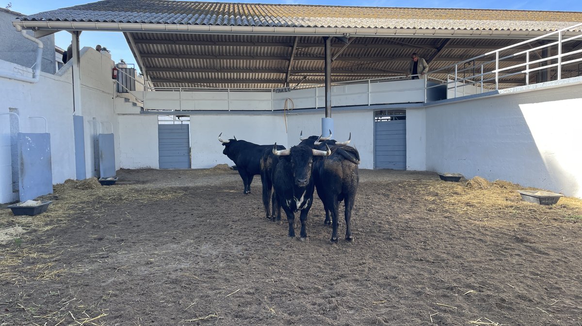 Présentation des toros de la feria des Vendanges Nîmes (Photo Anthony Maurin)