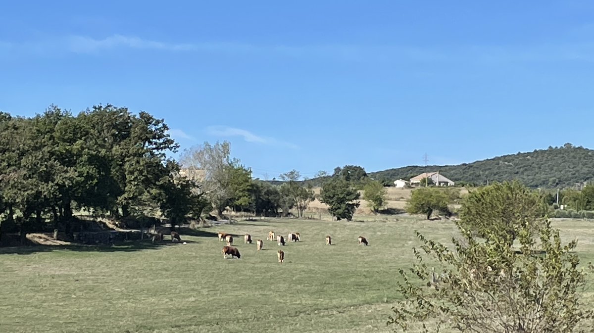 abattoir Alès éleveur