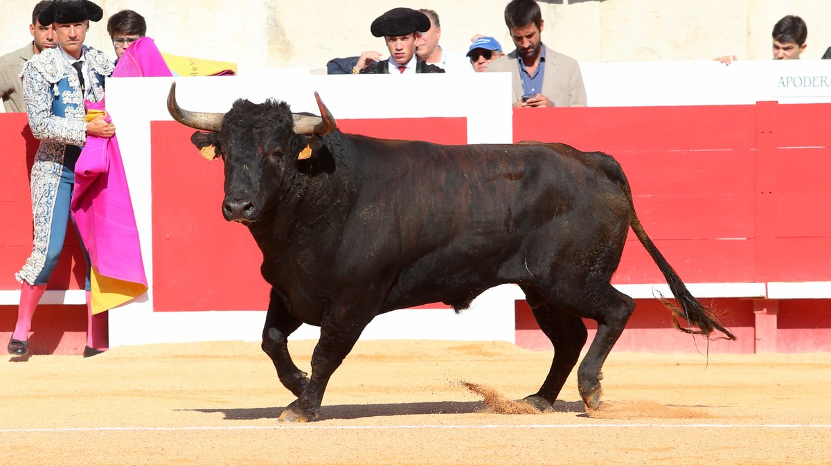 Novillada de Gallon pour Javier Zulueta, Martin Morilla et Victor (Photo Anthony Maurin)