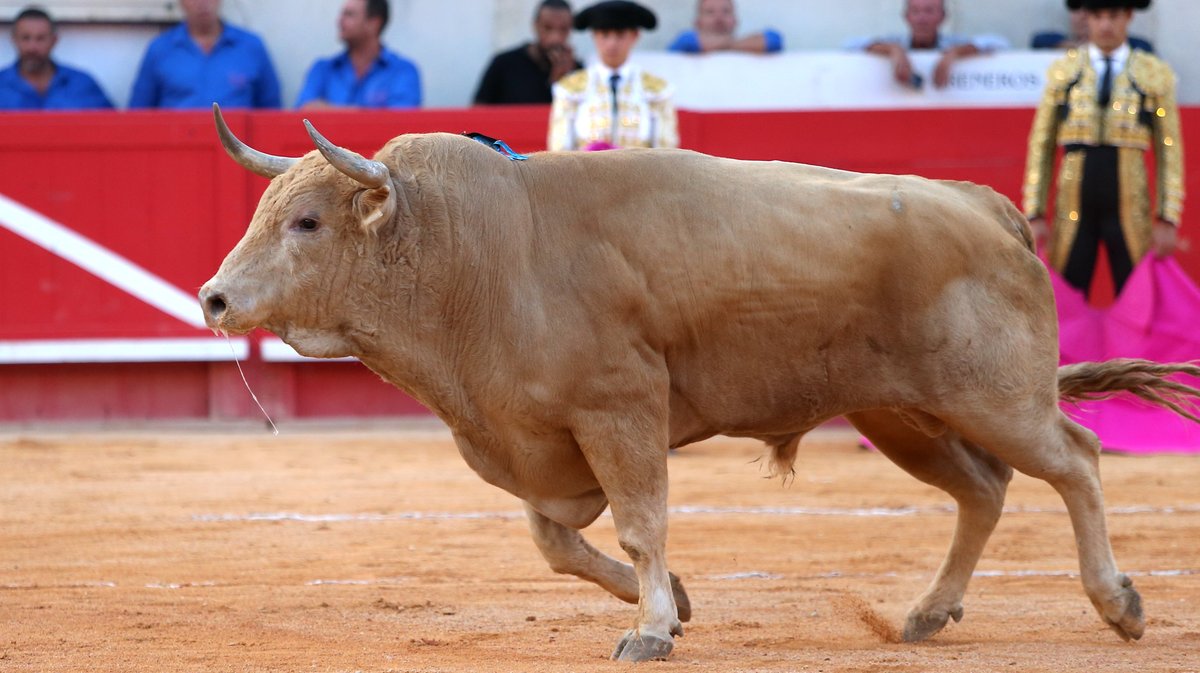 Corrida de Jandilla pour l'alternative d'Aaron Palacio, Andrés Roca Rey et Pablo Aguado (Photo Anthony Maurin)