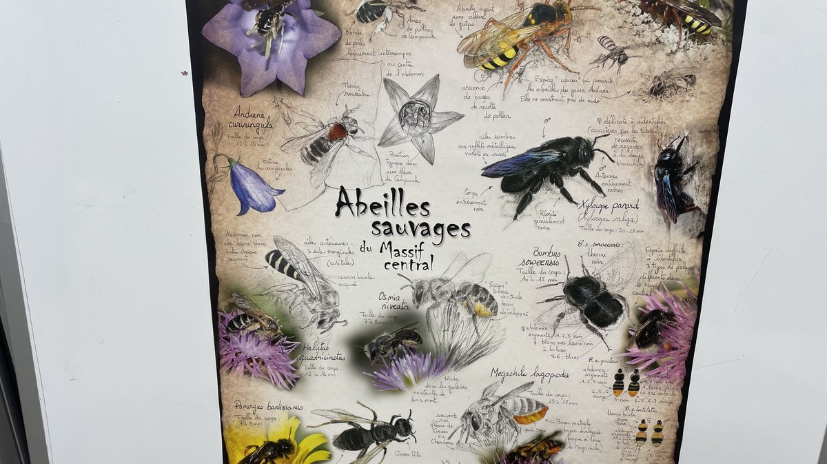 3e Fête du Miel à Alès 2025