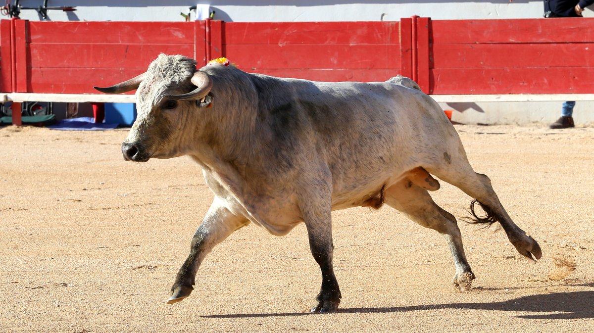 Novillada sans picadors La Embestida de Bouillargues de François André, Blohorn, Roland Durand, Alain et Frédérique Tardieu, Colombeau et A.F Tardieu pour Francisco Fernandez, Isaac Galvin et Mathias Sauvaire (Photo Anthony Maurin)