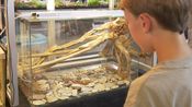 Les Reptiliades