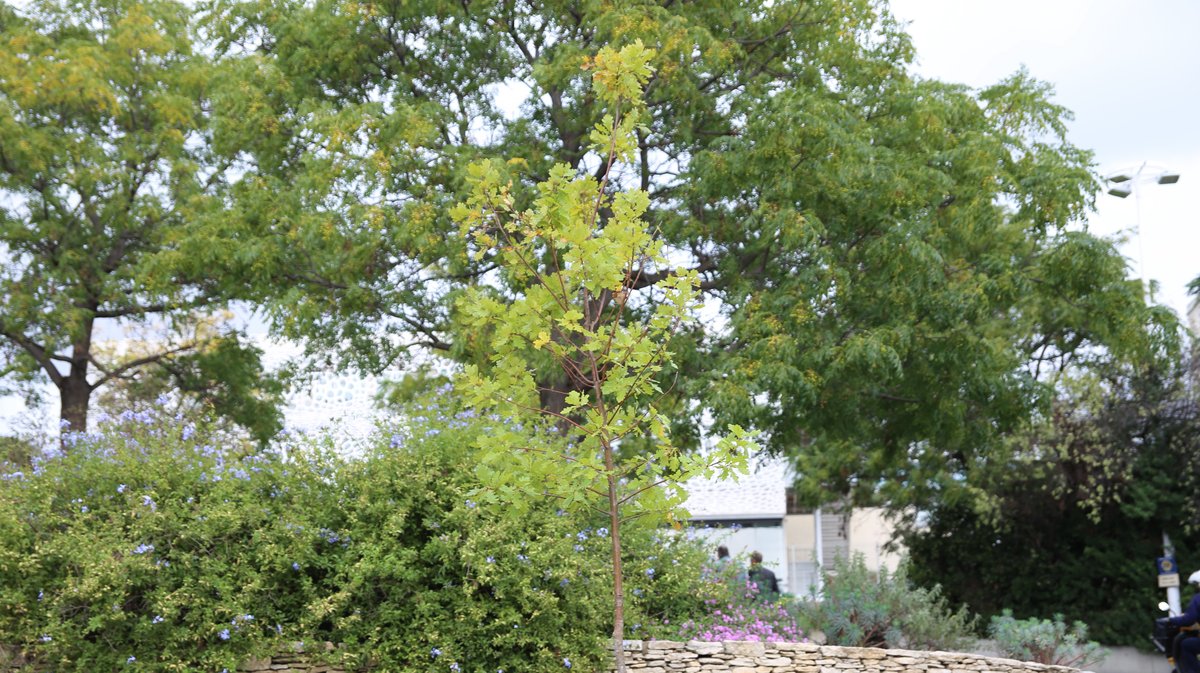 Le chêne hommage  « arbre de vie » planté le 17 octobre 2024 par le CHU et la Ville de Nîmes (Photo CHU Nîmes) IMG_3322.JPG
