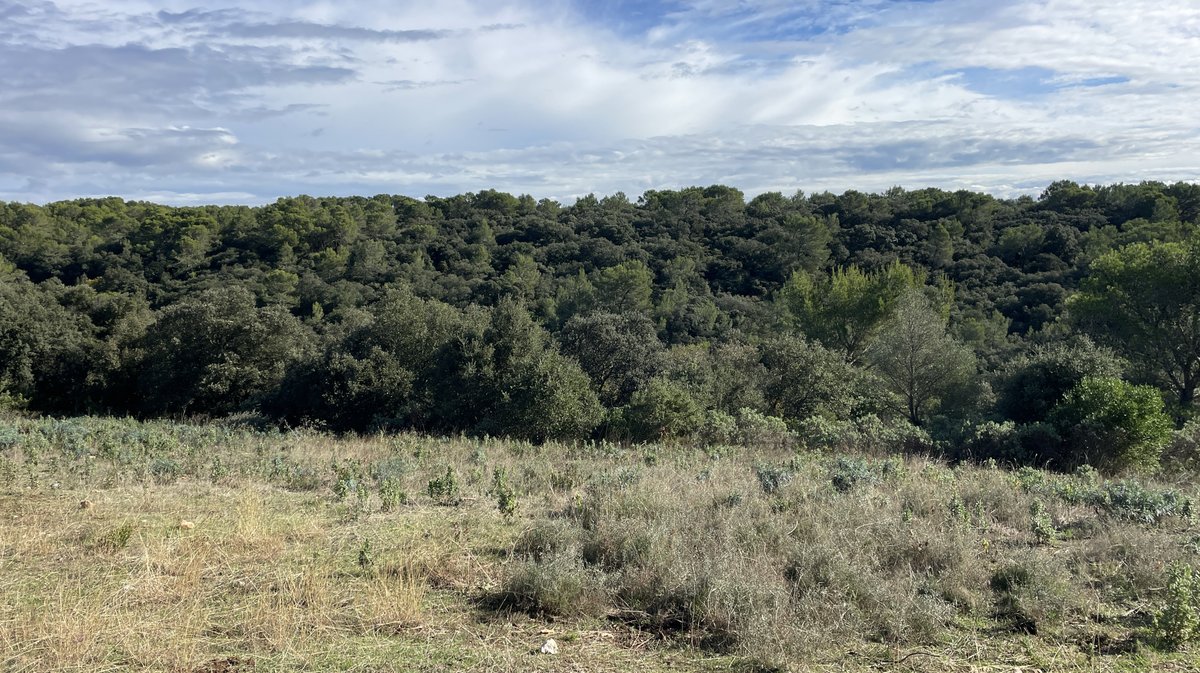 La lavogne de Cabrières est pensée par le Syndicat mixte des gorges du Gardon, financée par le fonds européen LIFE Terra Musiva et créée par l'entreprise Sele (Photo Anthony Maurin)