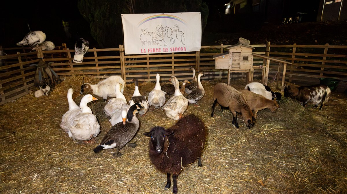 provence prestige 2025 (yp)