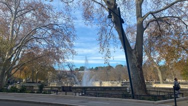 platanes jardins de la fontaine