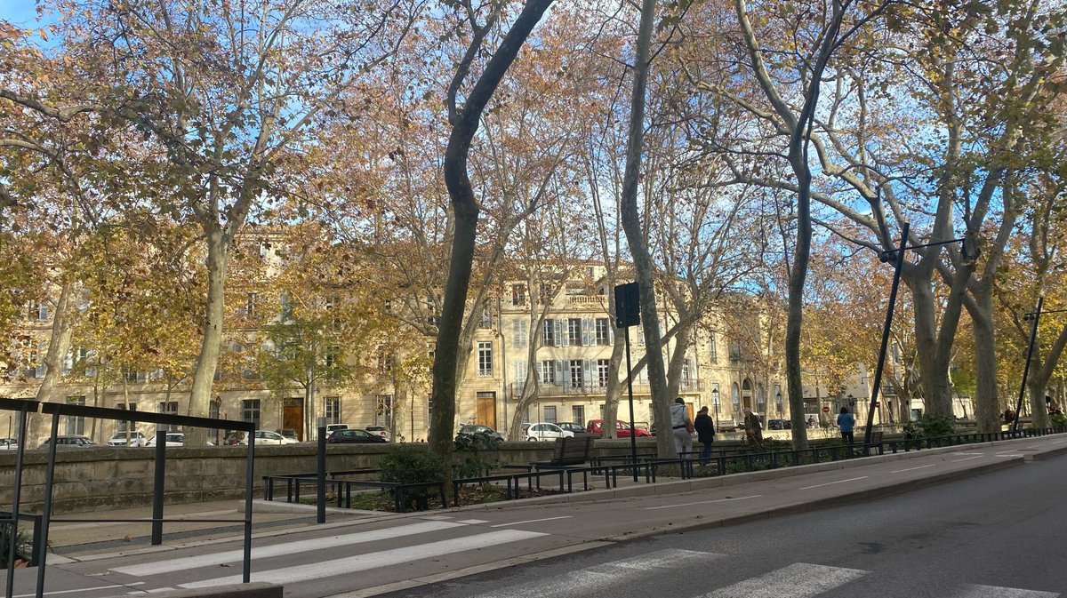 platanes quais de la fontaine