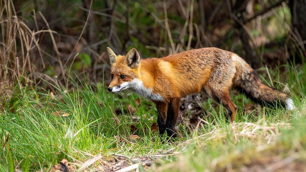 renard roux grippe aviaire