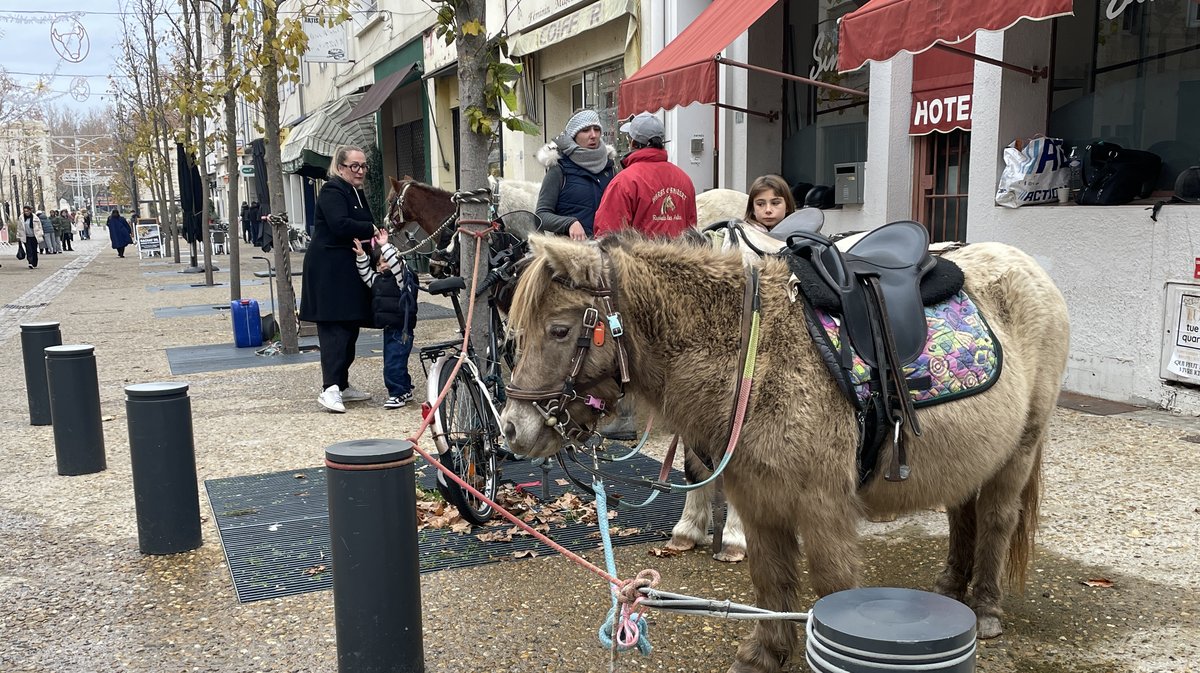Téléthon Arles, poney