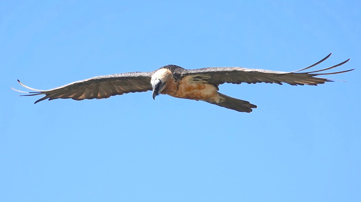 Gypaète Barbu - Parc national des Cévennes