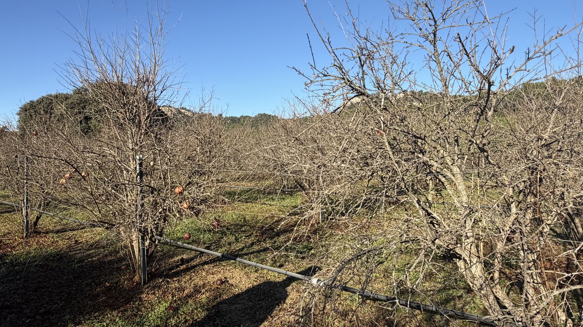 Jacques Beraud grenades