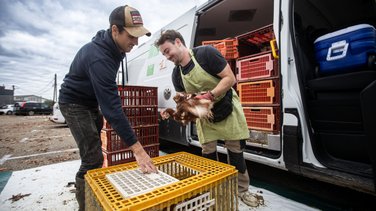poule pour tous milhaud (yp)