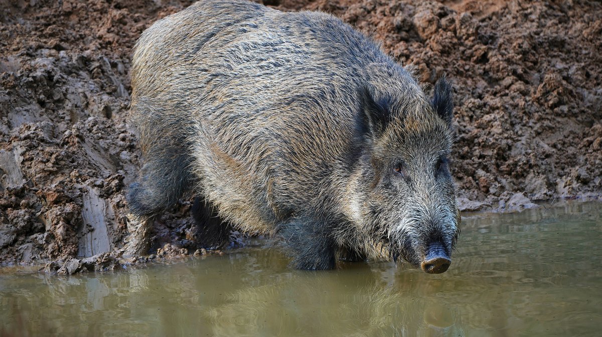sanglier