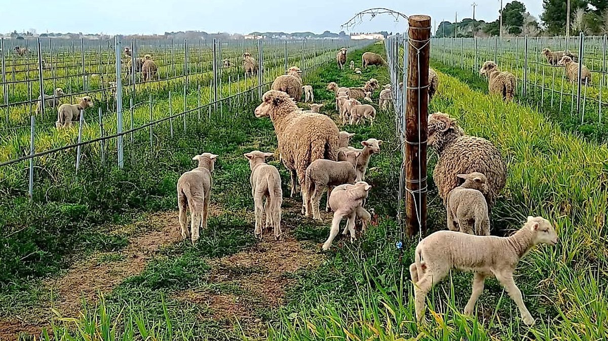 Moutons Mérinos (AOP Sable de Camargue)