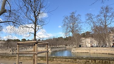 arbre quai de la fontaine
