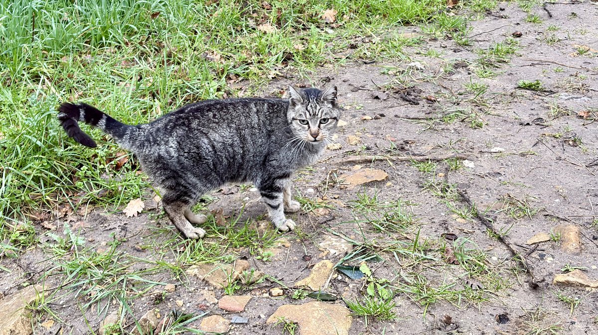 chats errants Bagnols/Cèze