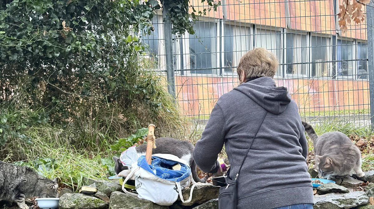 chats errants Bagnols/Cèze