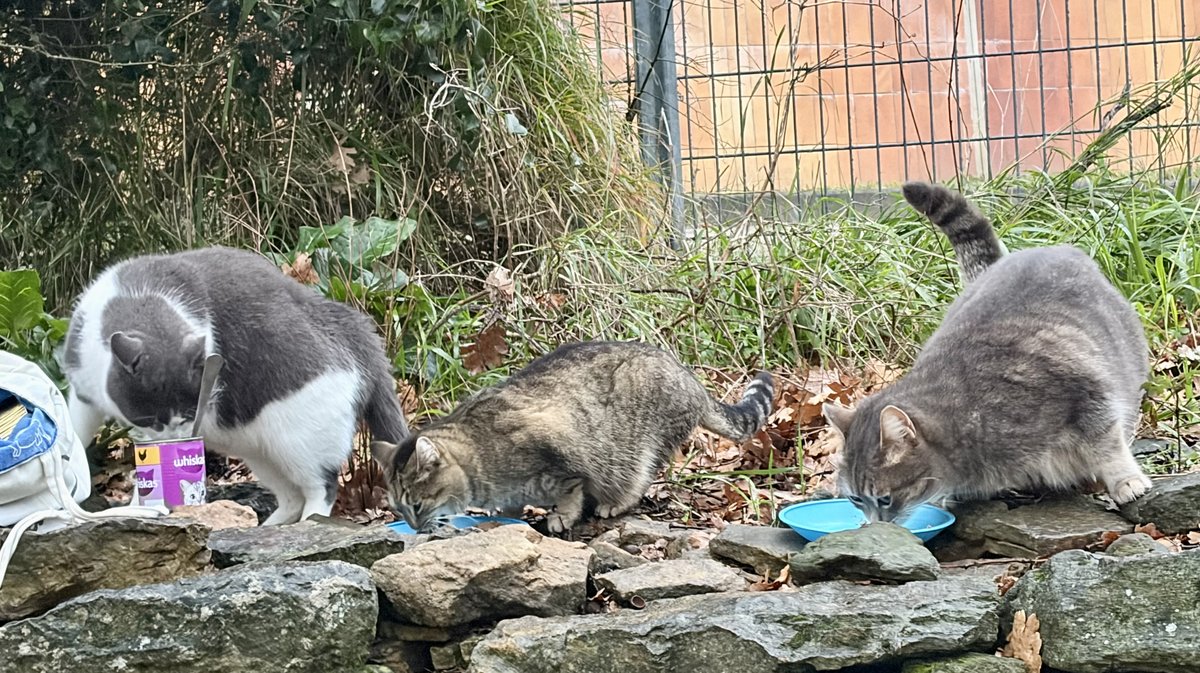 chats errants bagnols/Cèze