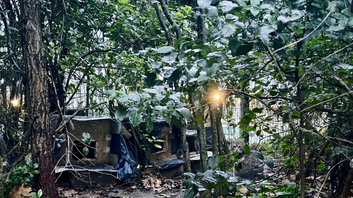 chats errants Bagnols/Cèze