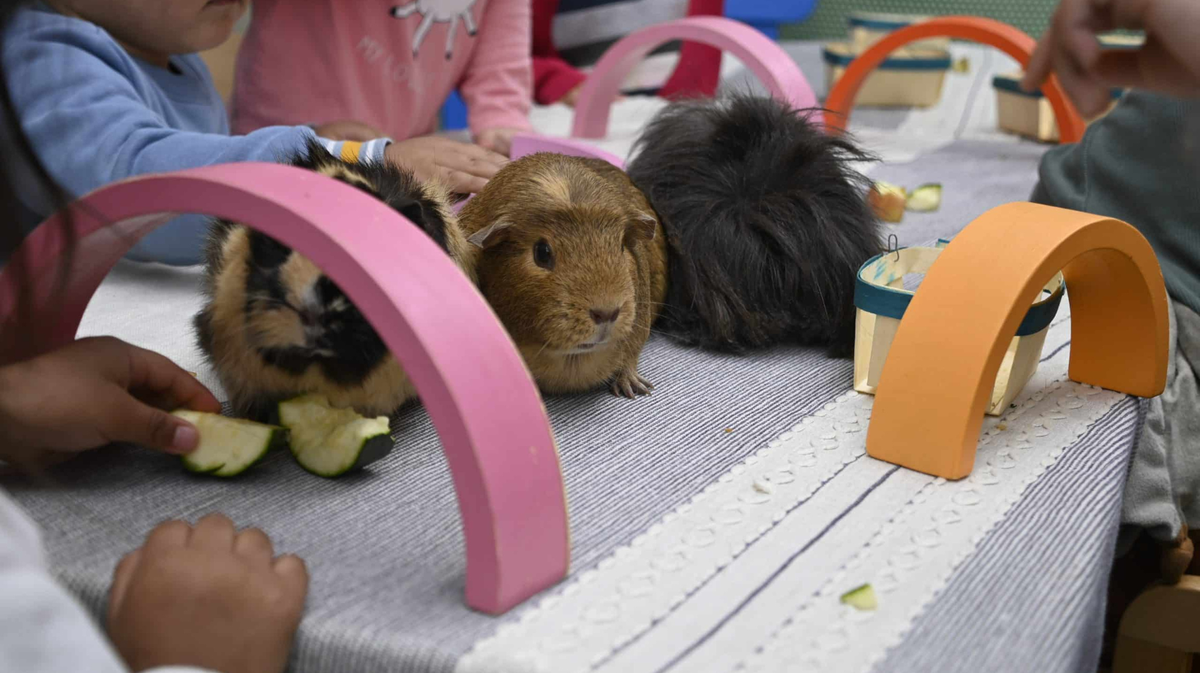 Ville de Lunel - médiation animale pour les tout-petits