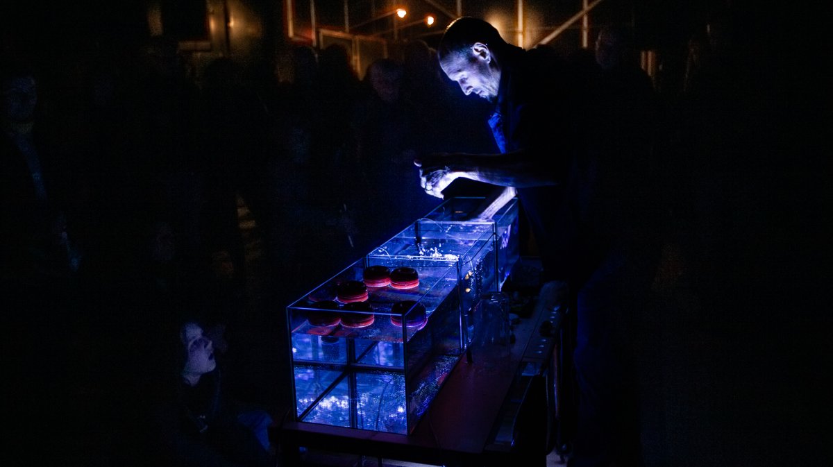 eddi van stui cratere