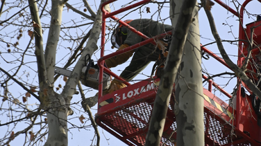 Émondage des platanes