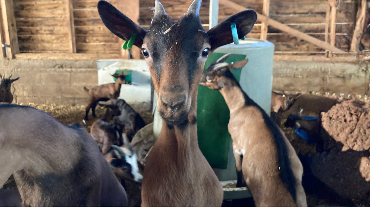 L'une des chevrettes nées cette année chez Mathieu Rio à Saint-Bénézet (photo François Desmeures / Objectif Gard)
