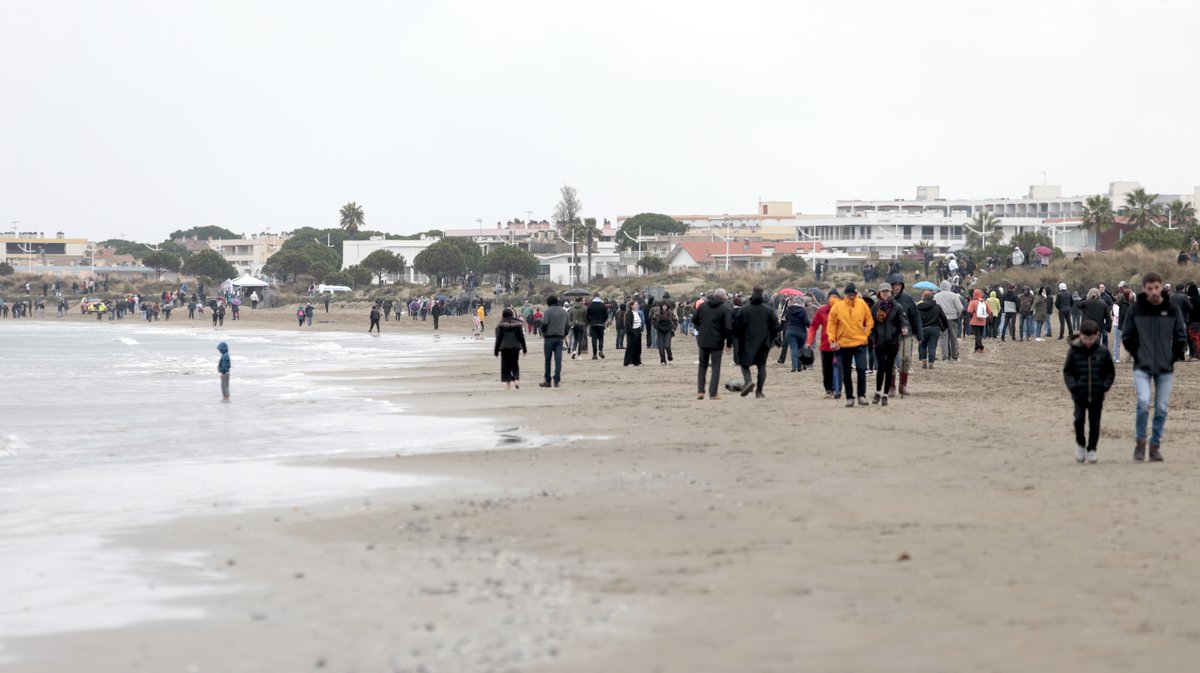 Abrivado des plages Grau-du-Roi en 2026 (Photo Anthony Maurin)