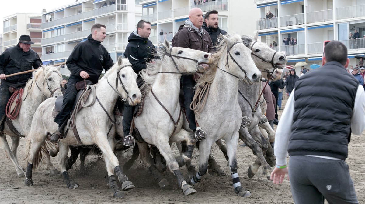 Abrivado des plages Grau-du-Roi en 2026 (Photo Anthony Maurin)