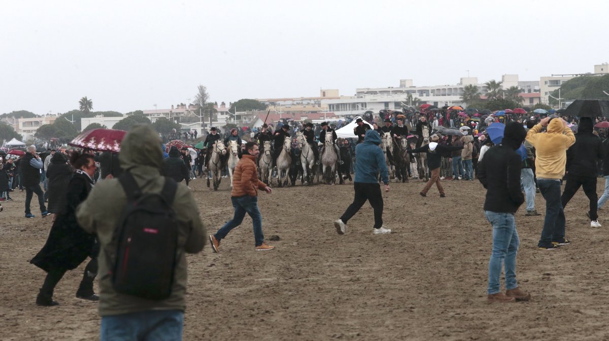 Abrivado des plages Grau-du-Roi en 2026 (Photo Anthony Maurin)