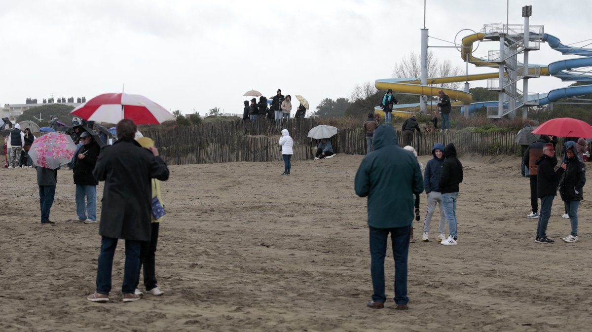 Abrivado des plages Grau-du-Roi en 2026 (Photo Anthony Maurin)