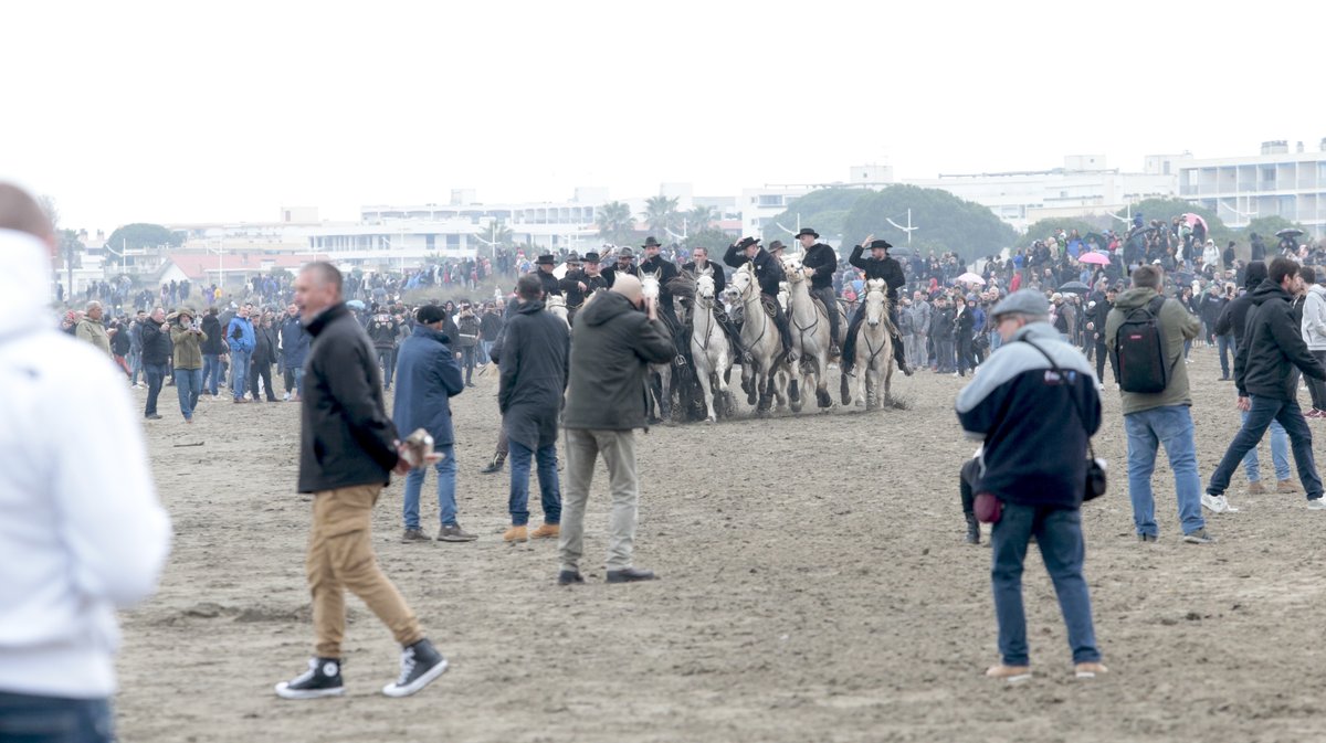 Abrivado des plages Grau-du-Roi en 2026 (Photo Anthony Maurin)