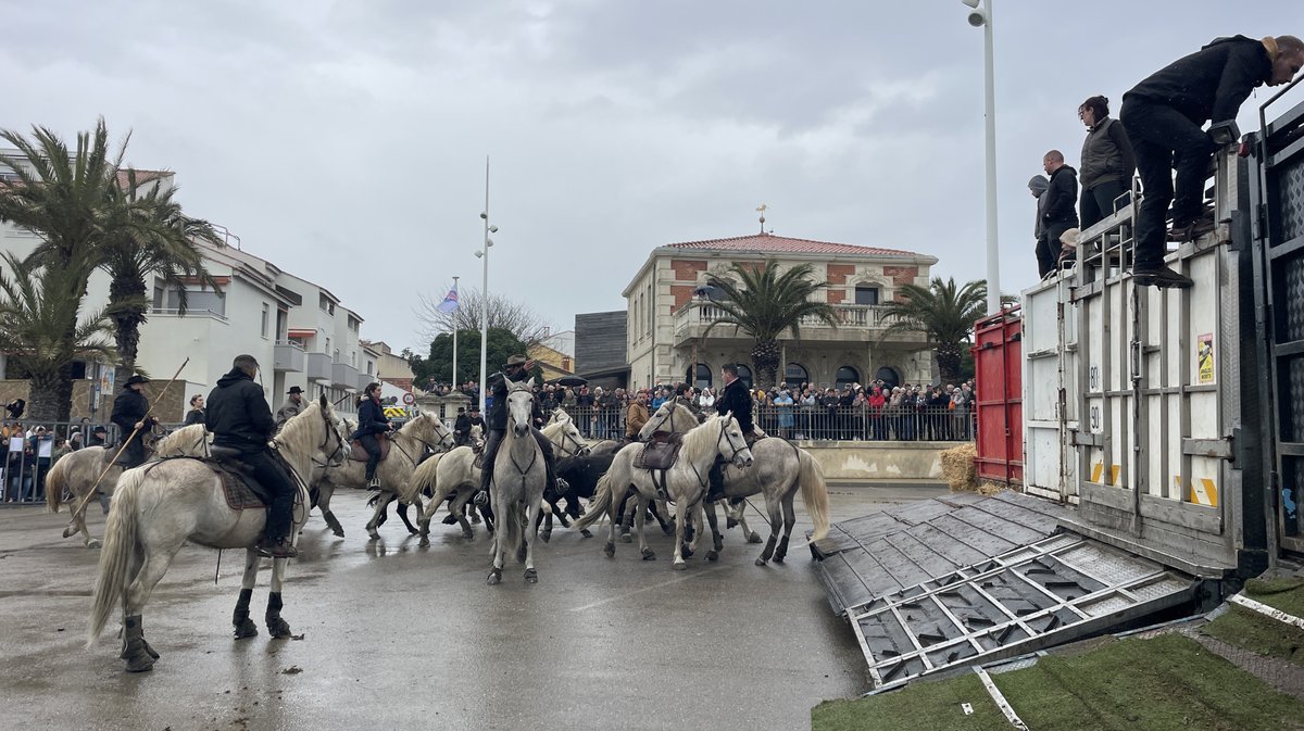 Abrivado des plages Grau-du-Roi en 2026 (Photo Anthony Maurin)
