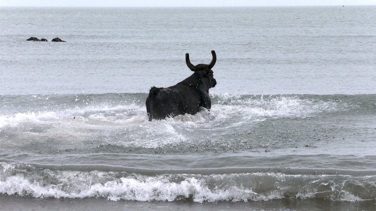 Abrivado des plages Grau-du-Roi en 2026 (Photo Anthony Maurin)