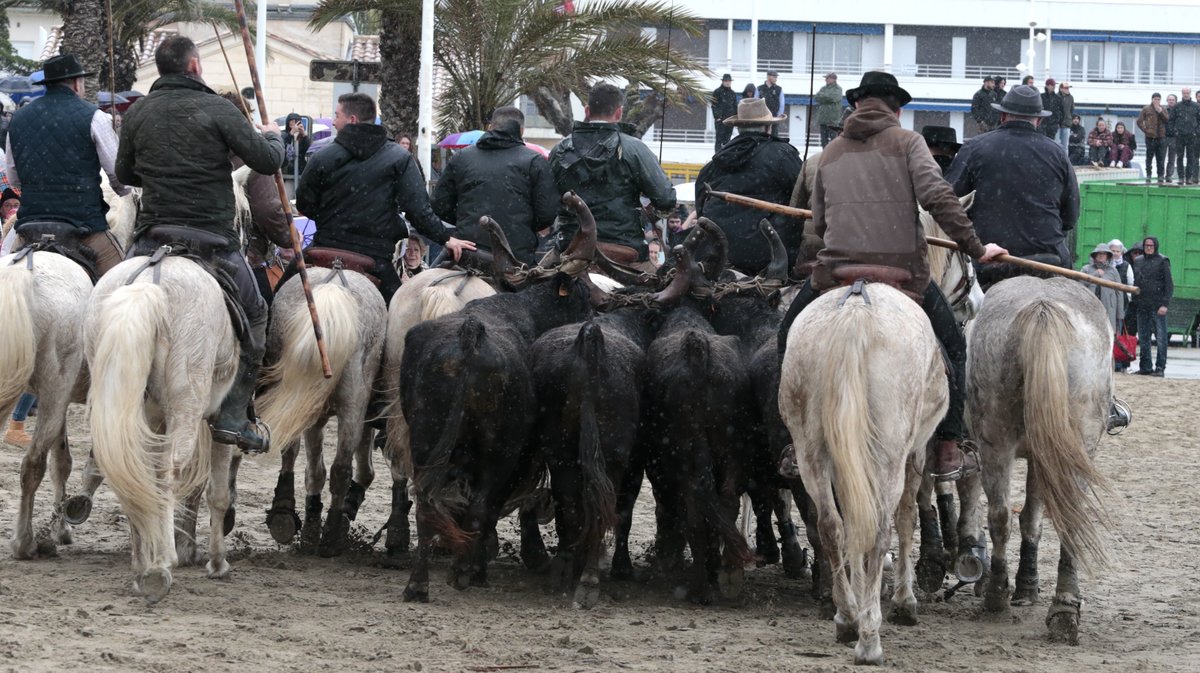 Abrivado des plages Grau-du-Roi en 2026 (Photo Anthony Maurin)