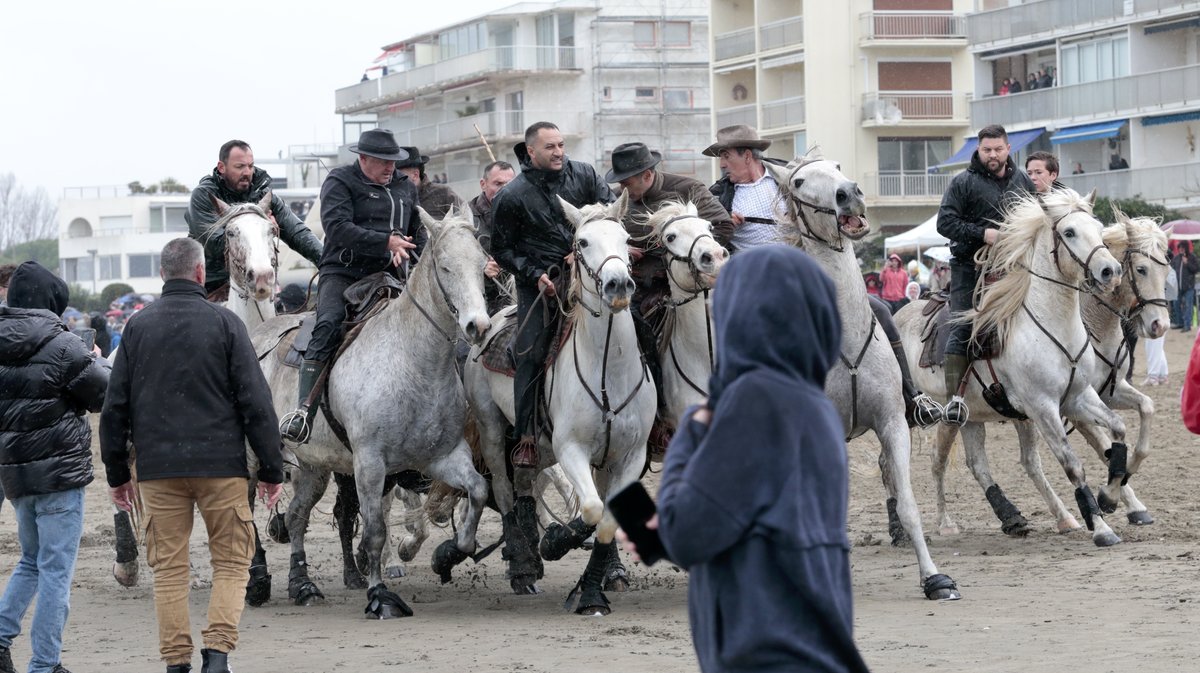 Abrivado des plages Grau-du-Roi en 2026 (Photo Anthony Maurin)