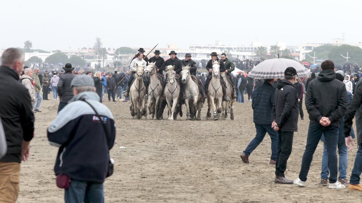 Abrivado des plages Grau-du-Roi en 2026 (Photo Anthony Maurin)