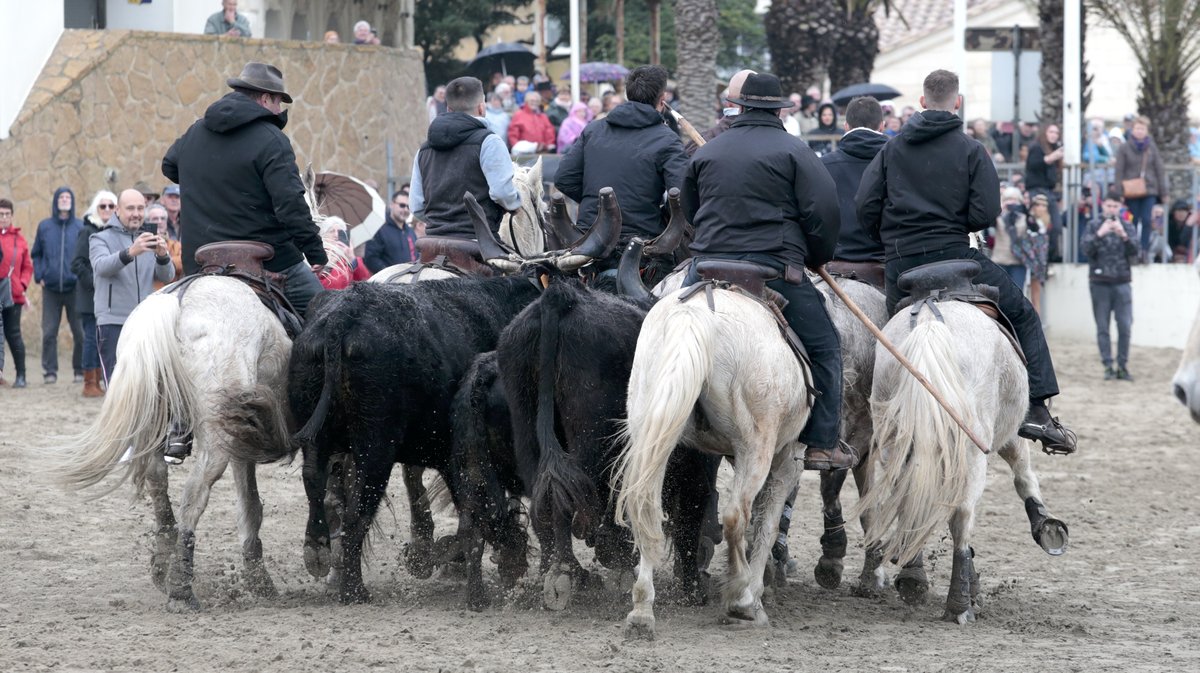 Abrivado des plages Grau-du-Roi en 2026 (Photo Anthony Maurin)