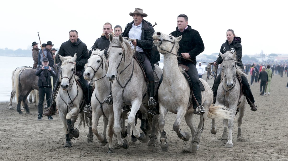 Abrivado des plages Grau-du-Roi en 2026 (Photo Anthony Maurin)