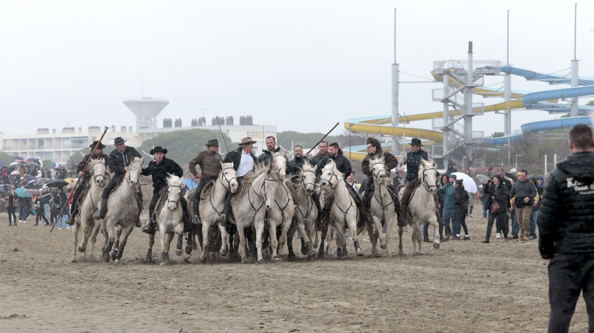Abrivado des plages Grau-du-Roi en 2026 (Photo Anthony Maurin)