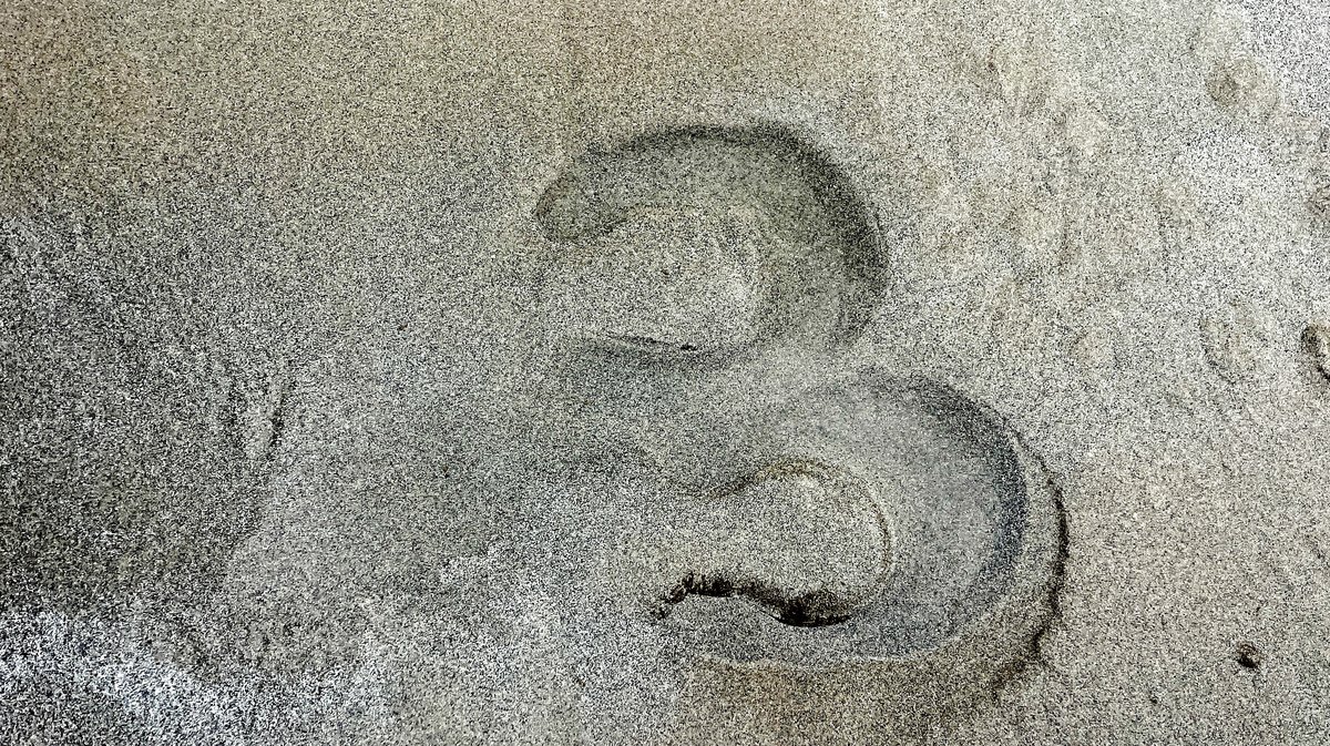 Abrivado des plages Grau-du-Roi en 2026 (Photo Anthony Maurin)